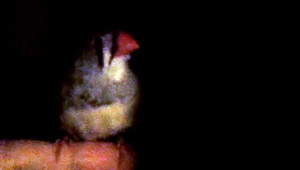 ZEBRA FINCH 102_7999