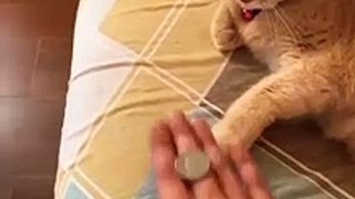 A Cat Shows Its Action So Smart