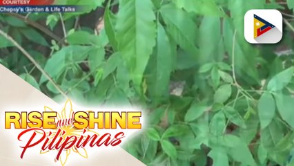 SAY NI DOK | Ano ang traditional medicine at paano ito makatutulong sa ating laban kontra COVID-19?
