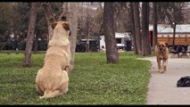 映画『ストレイ 犬が見た世界』二階堂ふみナレーション予告編
