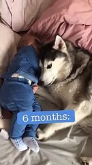 The Full 4 Year Story Of My Husky & Baby Becoming Best Friends!!