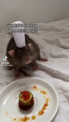 Una tiktoker comenzó una cruzada para defender a las ratas