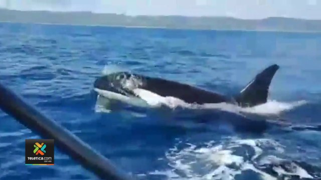 tn7-Avistamiento-de-delfines-y-ballenas-jorobadas-sorprendió-a-turistas-en-Corcovado 240122