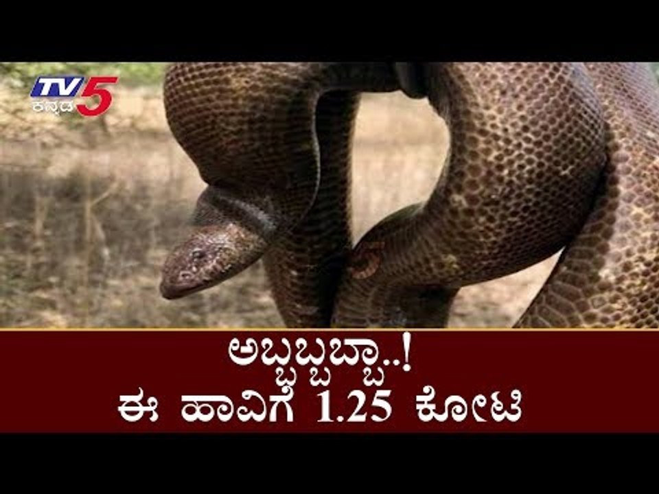 ಅಬ್ಬಬ್ಬಬ್ಬಾ..! ಈ ಹಾವಿಗೆ 1.25 ಕೋಟಿ | Snake worth Rs 1.25 crore found in Maharashtra |TV5 Kannada