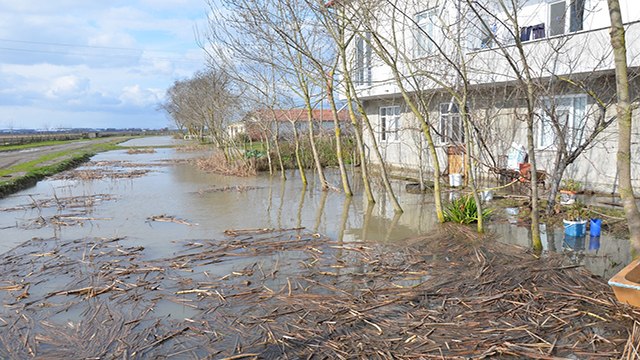 Bafra Ovası'nda kanal taştı, tarım arazileri ve ahırlar sular altında kaldı