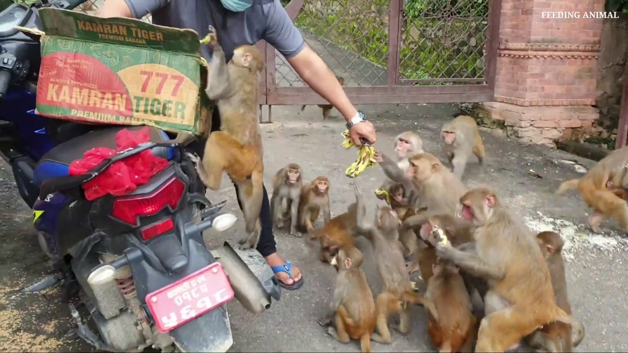 feeding 750 piece banana __ monkey love banana __ feeding banana to the monkey_Full-HD