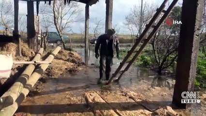 Bafra Ovası'nda taşkın