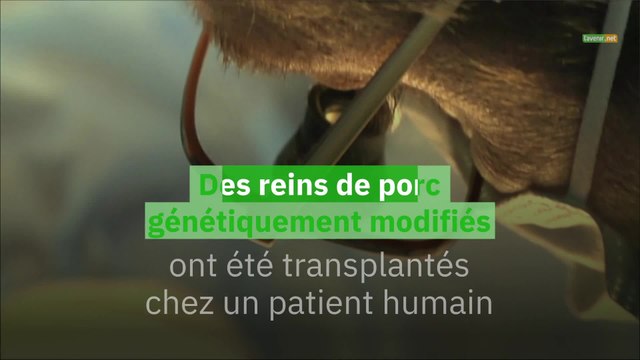 Des reins de porc génétiquement modifiés ont été transplantés chez un patient humain