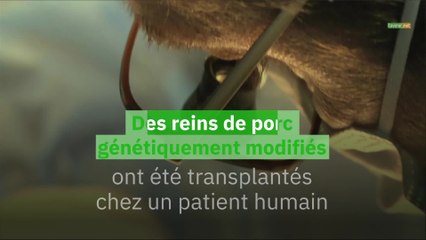 Des reins de porc génétiquement modifiés ont été transplantés chez un patient humain