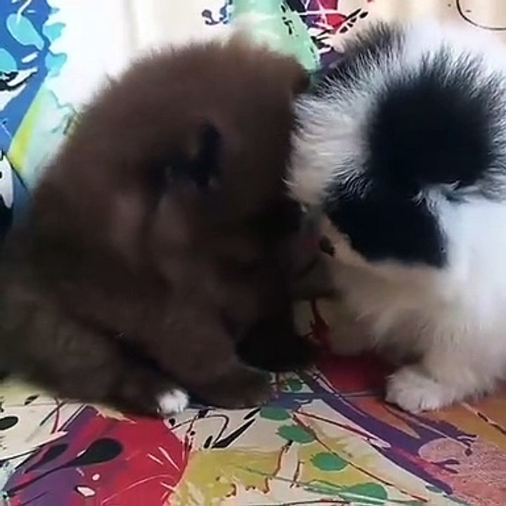 Cute Dog - #38