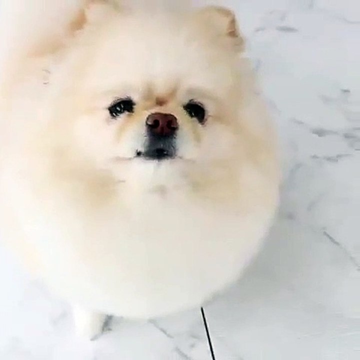Cute Dog - #39
