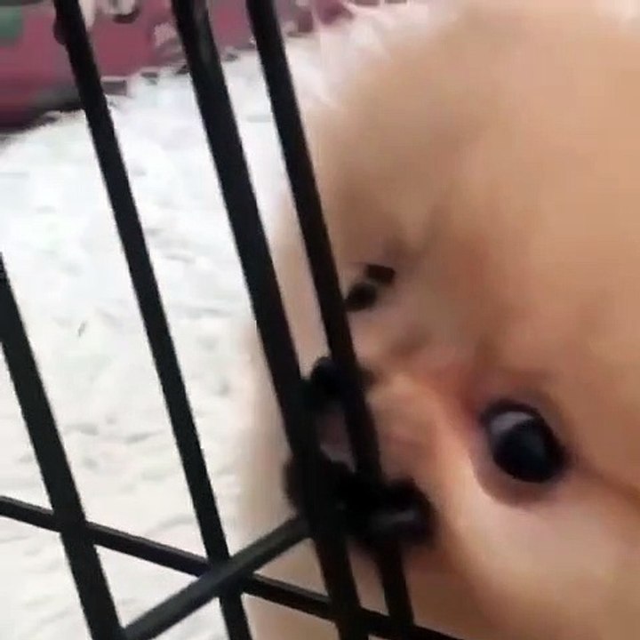 Cute Dog - #42