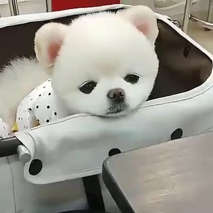 Cute Dog - #47
