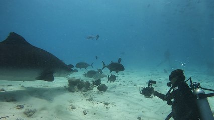 'Ballsy underwater photographer avoids a TAIL WHIP while clicking an ENORMOUS shark '