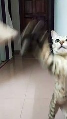 pexels-meow-meow-5544179