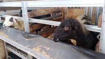 Geger, Anggaran Rp2,3 M untuk Pengadaan Kandang Kambing di Bekasi