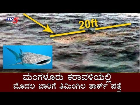 Whale Shark Found in Mangalore Coast for the First Time - Arabian Sea | TV5 Kannada