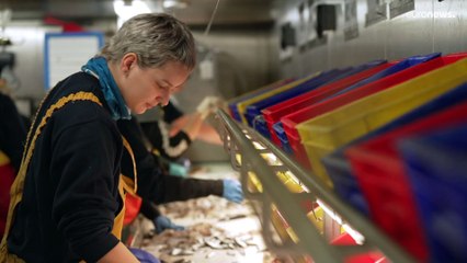 Fishery surveys: the science behind fishing quotas