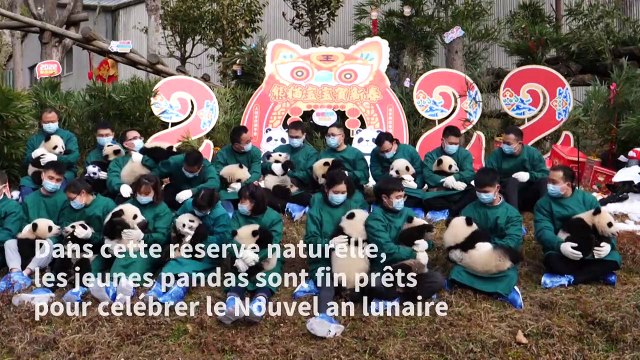 En Chine, des pandas se préparent pour célébrer le nouvel an