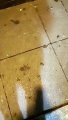 Entrance door to a block of flats is broken and used as a drug den.