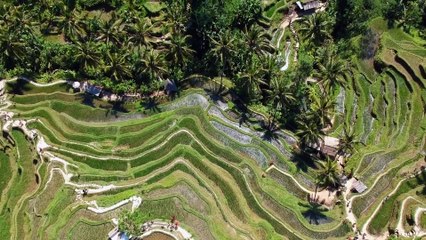 Drone view of beautiful green landscape