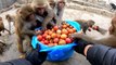 Amazing monkey video || monkey favourite food tomatoes || monkey like to eat tomato || monkey video