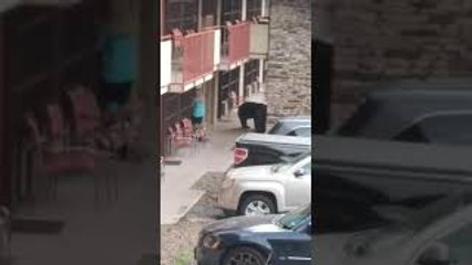 Gatlinburg Bear Walks Right Behind Woman