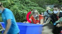 In Reunion Island, sea turtles equipped with beacons to help meteorologists