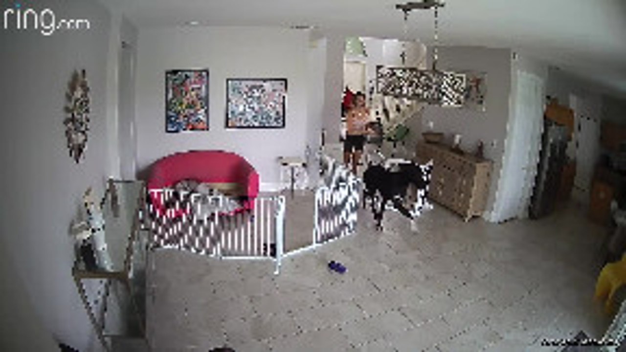 Great Dane Runs into Glass Door Breaking it
