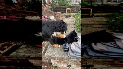 Puppy Tries to Pet Cat