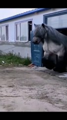 Kuda poni paling besar