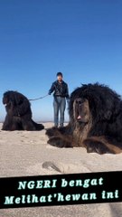 Petapa ngerinya melihat anjing hitam besar ini