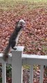 Squirrel Wears a Clown Mask