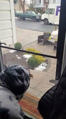 FedEx Driver Makes My Son's Day