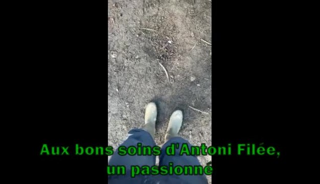 Thon - Floreffe : un transfert de quatre paons qui permettra encore longtemps à l’abbaye de crier « Léon »