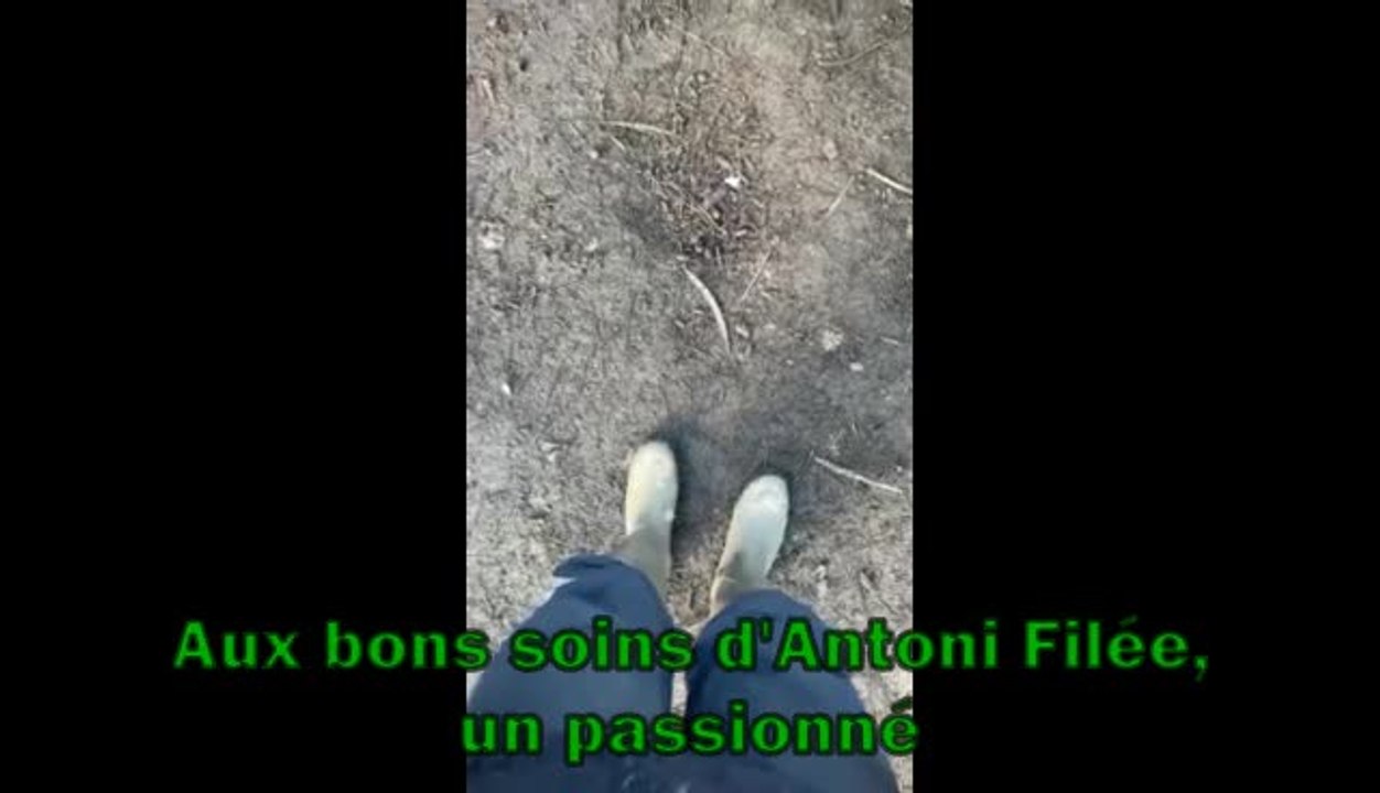 Thon - Floreffe : un transfert de quatre paons qui permettra encore longtemps à l’abbaye de crier « Léon »