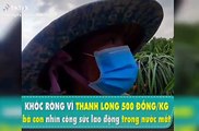 Nông dân khổ sở vì thanh long chỉ 500đồng/kg