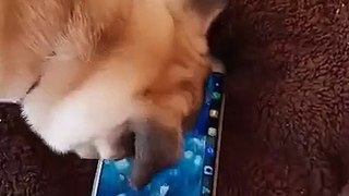 A Dog Goes Crazy With Smartphone So curious
