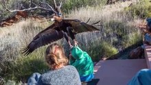 Pourquoi Tous les Animaux Détestent les Aigles