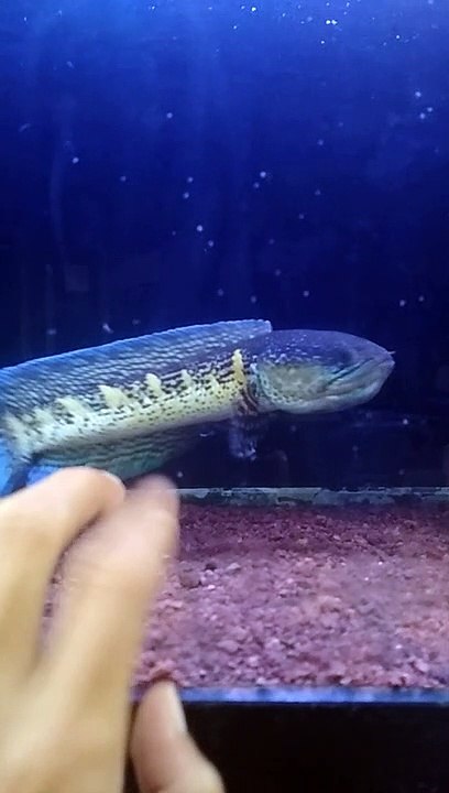 Ikan channa Auranti Big