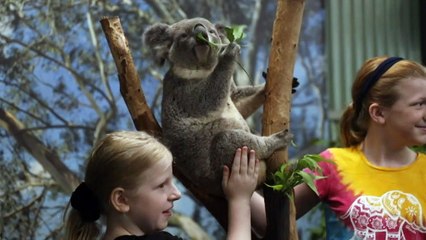 Sydney hosts Wake Up with Wildlife event