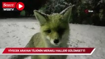 Yiyecek arayan tilkinin meraklı halleri gülümsetti