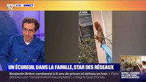 Un écureuil star des réseaux sociaux