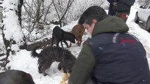 Balıkesir'de sokak ve yaban hayvanları beslendi