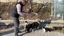BALIKESİR - Marmara Belediye Başkanı Aksoy, sokak hayvanlarına mama verdi
