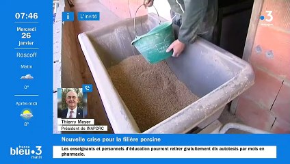 Selon Inaporc, les producteurs perdent de l'argent à élever leurs porcs