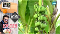 McDang's Travelogue | โรงงานแปรรูปกล้วย สร้างรายได้ให้ชุมชน | 27 ม.ค. 65 (1/3)