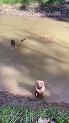 Pato 'atrevido' expulsa cão de um lago… à bicada