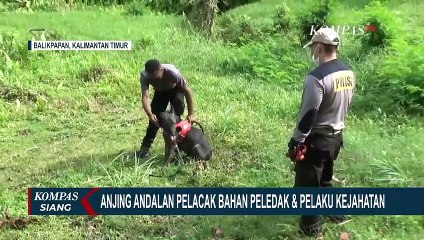 Anjing Andalan Polisi, Mampu Lacak Bahan Peledak dan Cari Jejak Pelaku Kejahatan