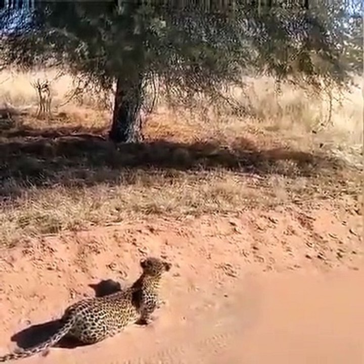 Technique de chasse du guépard